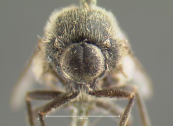 Media type: image;   Entomology 1072 Aspect: head frontal view